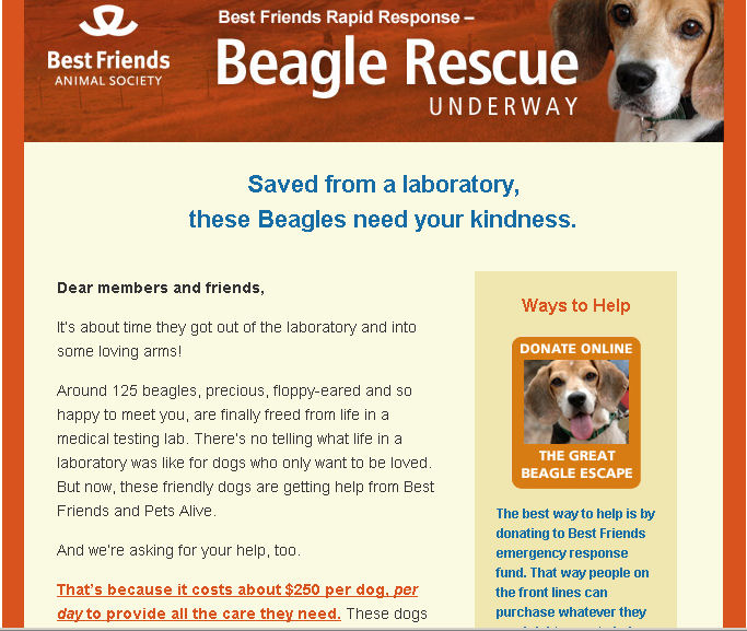 Best Friends' Billion Dollar Beagles – YesBiscuit!