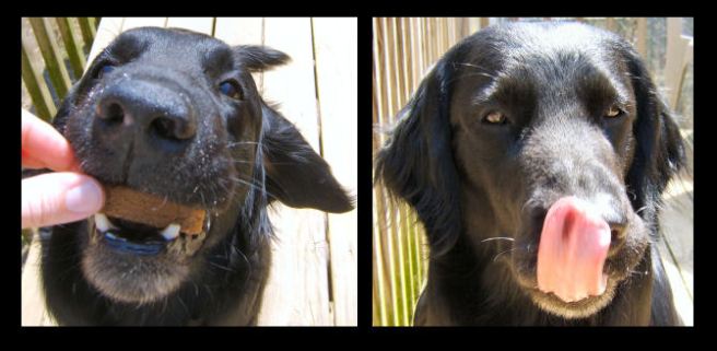 Charlie enjoying a homemade treat.
