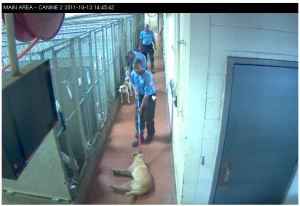 2011 image from MAS webcams of a dog being dragged on a chokepole.