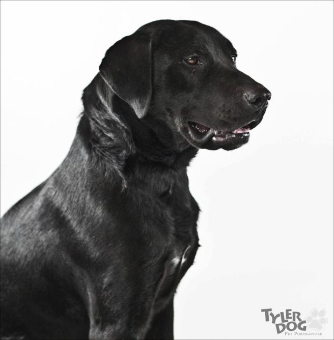 charlie Copyright, Sherry Stinson. Used by permission.