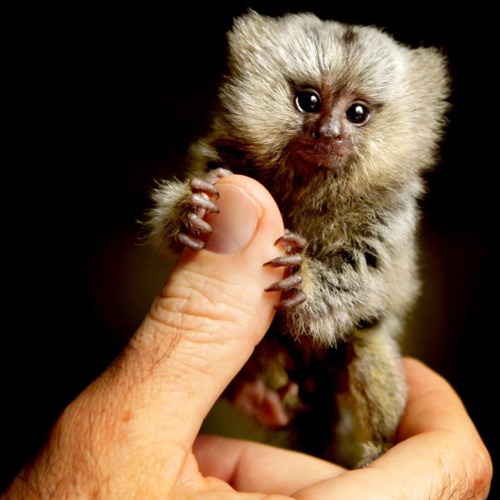 marmoset