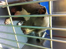 mama separated from litter