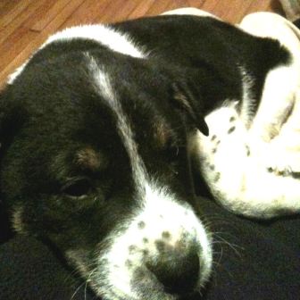 Sleepy puppy Oliver (photo by Tish Tonole)