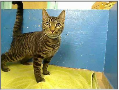 Cat #0952341 at NYC ACC Manhattan, as pictured on PetHarbor.
