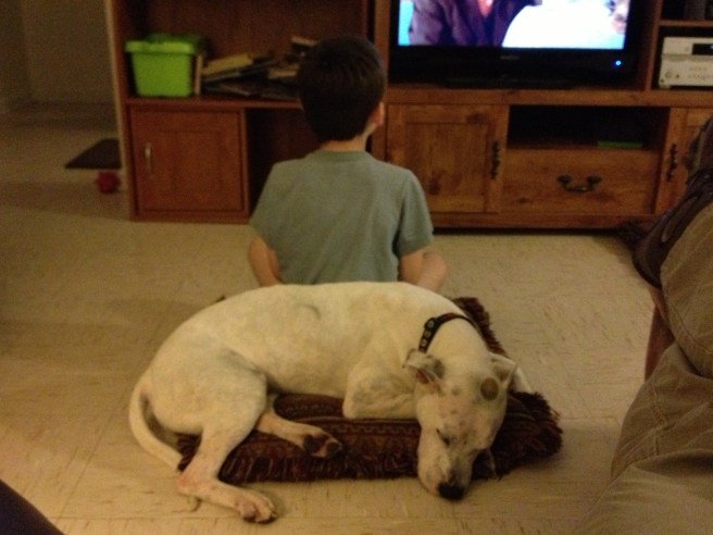 Submitted by TN Death Row Dogs:  "Amber at home in Ft. Campbell, KY"