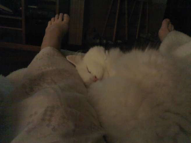 Submitted by Michele:  "This is my cat Gordy sleeping in my lap. Gordy is deaf so he sleeps very soundly."