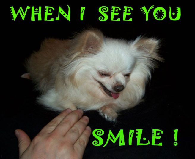 Submitted by a reader:  "Paco was rescued march 2011  from a puppy mill." 