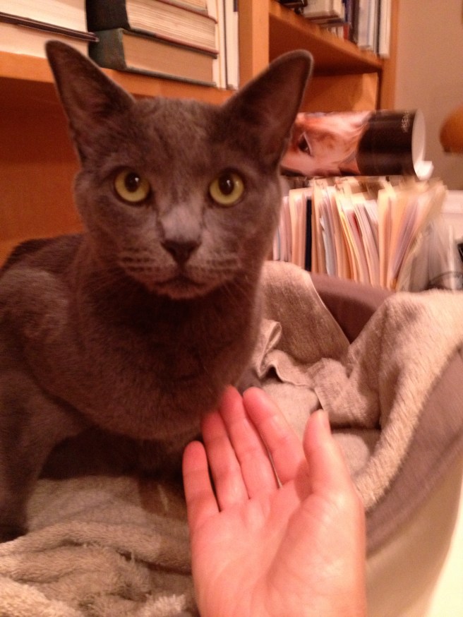 Submitted by Karen:  "But Dorian is Not Impressed."