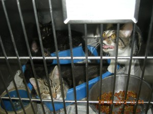 Photo by Christine Cotroneo