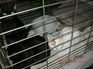 Photo by Christine Cotroneo