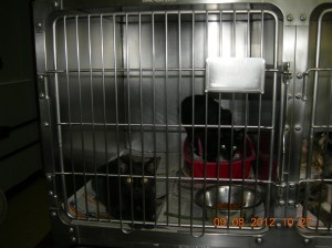 Photo by Christine Cotroneo