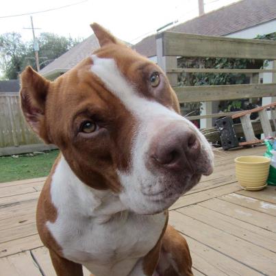 Reno (photo submitted by Callie Fitzgerald)