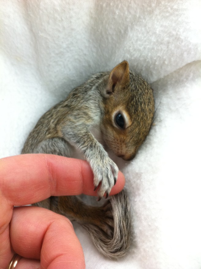 Submitted by Luanne:  "Little Buttercup was a sweet little rehab squirrel who was released back to where she belongs."