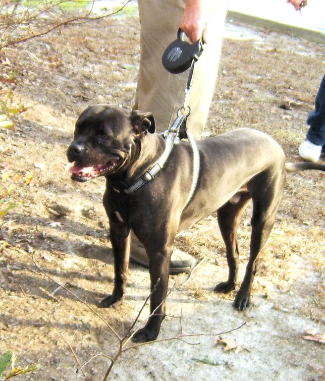 black dog at vax clinic