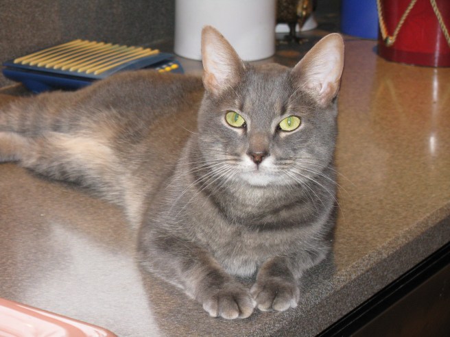 Clifford the Small Grey Cat, adopted from a shelter at Xmas by Casey Post.