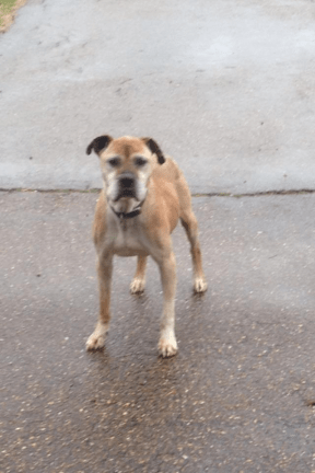 Senior male stray dog in need of help near Memphis, TN.  (photo submitted by Jamie H. Smith)