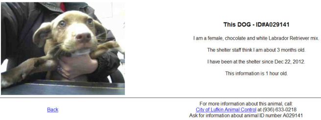 Screengrab from PetHarbor