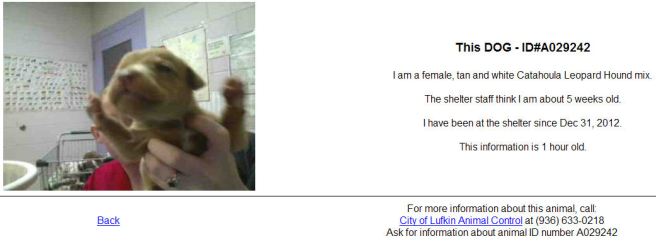 Screengrab from PetHarbor