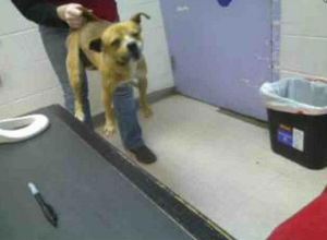Photo posted on PetHarbor by the Kurth Memorial Animal Shelter in TX.