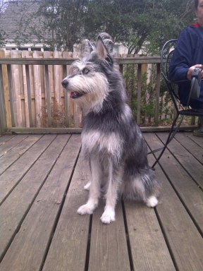 Photo of Ollie submitted by reader Claire.