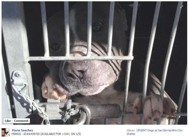 Screengrab from Facebook of dog ID #439720 at the San Bernardino city pound.
