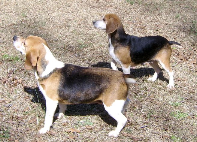 Wendy has just half a tail.  Surrey actually has a whole tail but is wagging ot so fast, it looks like half here.