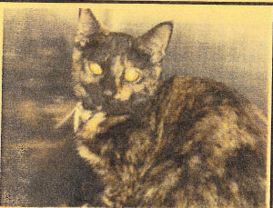 Cat ID #248920, described in her records as "very friendly", was killed by the Memphis pound in December 2012.