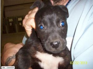 Screengrab from a Facebook posting by the Richmond Co HS.