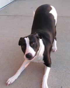 Banjo (Photo submitted by Ms. Faulkner.)