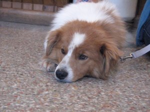 Photo of rescue dog "Buddy", posted on the National English Shepherd Rescue page on Facebook.