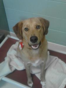 Buddy, killed by the SPCA of SWMI who obtained him via the Rescue Waggin transport program. (Photo submitted by Stephanie Faulkner.)