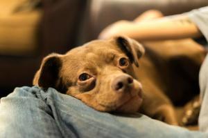 Elsa (formerly "Lolly Doo") adopted from the SCPA of SW MI by Stephanie Faulkner.  (Photo submitted by Ms. Faulkner.)