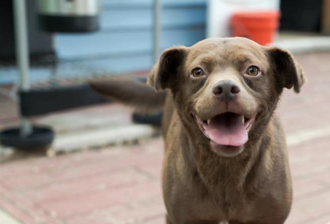 Elsa, the "feral" dog, saved from the SPCA of SWMI by Stephanie Faulkner.  (Photo submitted by Ms, Faulkner.)
