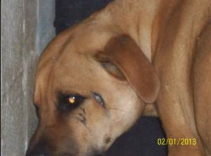 Screengrab from a Facebook posting by the Richmond Co HS.  A photo that will get no pet adopted.