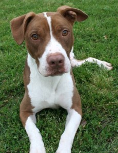 Graham, a dog in the Anakin's Buddies program, who was killed last week by the HS of Memphis and Shelby Co.  (Photo submitted by a reader.)