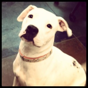 Joy, a dog at the Humane Society of Memphis and Shelby Co, reportedly killed on Tuesday. (Photo submitted by a reader.)