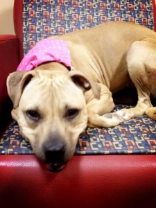 Toffee, a dog at the Humane Society of Memphis and Shelby Co, slated for killing.  (Photo submitted by a reader)