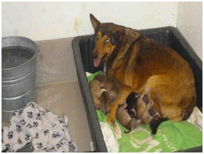 Mother dog and litter at Austin Animal Center, as posted on PetHarbor.com