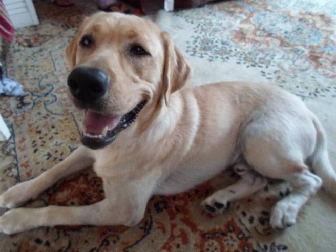 Bodey, as depicted in this image on the WECT website.