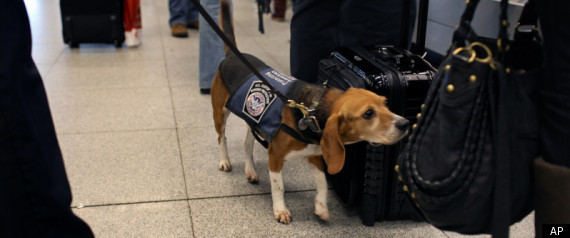 bomb sniffing beagle