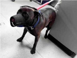 Dog #0871849 at the Charlotte pound in NC, as pictured on PetHarbor.