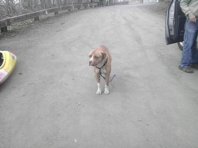 Kayak, a dog picked up by Ewing Township Animal Control in New Jersey.  (photo submitted by Elizabeth)