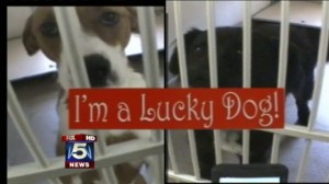 lucky dog scam