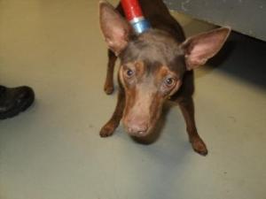 A dog named Nina is pictured on a chokepole on the Petfinder page of the Conroe Animal Shelter.