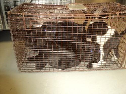 Puppies squashed into a rusted cage, as posted on the Petfinder page of the Conroe Animal Shelter.