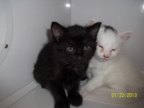 In this photo posted to the Petfinder page of the Conroe Animal Shelter, a sick kitten appears to be housed with a healthy kitten.