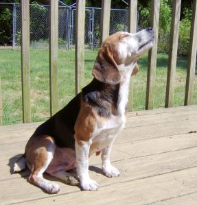 Wendy, adopted from a shelter for free, loved and valued.