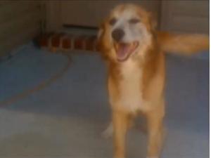 Bow Wow at home, as pictured on the WAFB website.  