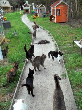 A photo taken 10 days before the February 2012 raid, posted on the Caboodle Ranch Facebook page.