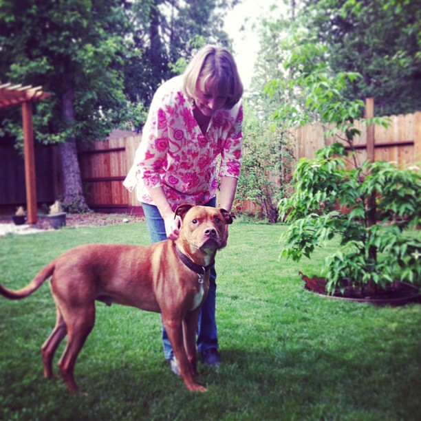 Carter, a foster dog available for adoption in CA.